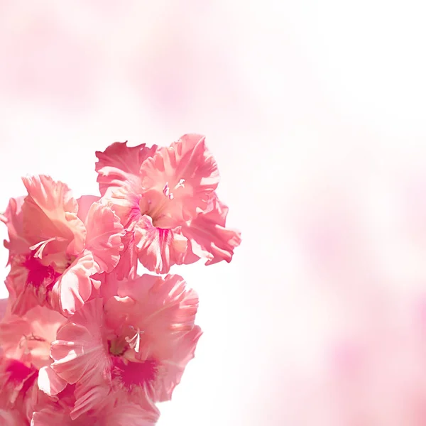 En gren av rosa gladiolus på en mild tonplatta. — Stockfoto