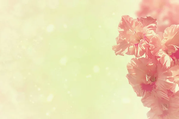 Ein Zweig rosa Gladiolen auf sanft getöntem Hintergrund. — Stockfoto