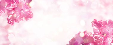 Yumuşak yumuşak tonda arka plan üzerinde pembe Glayöl dalı banner. Güzel narin çiçek.