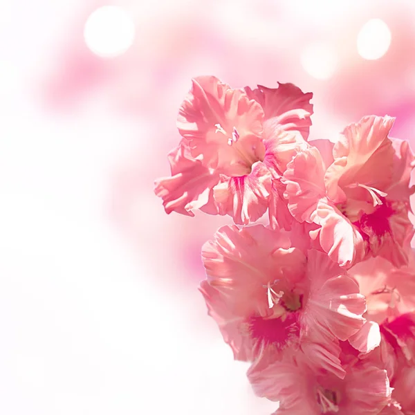 Een Tak Van Roze Gladiolen Een Zacht Gekleurde Achtergrond Mooie — Stockfoto