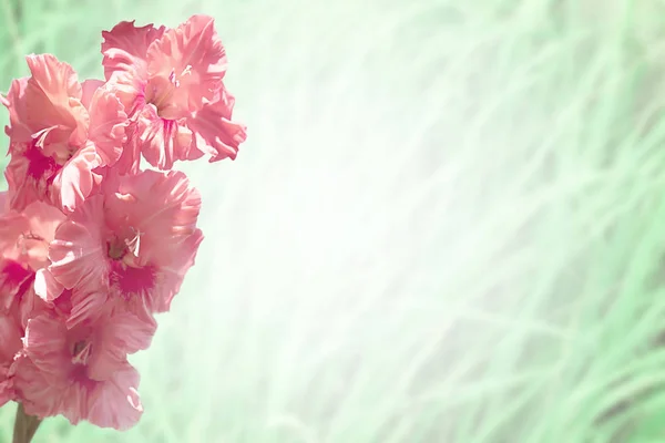 흐리게에 꽃입니다 잔디의 가벼운 — 스톡 사진
