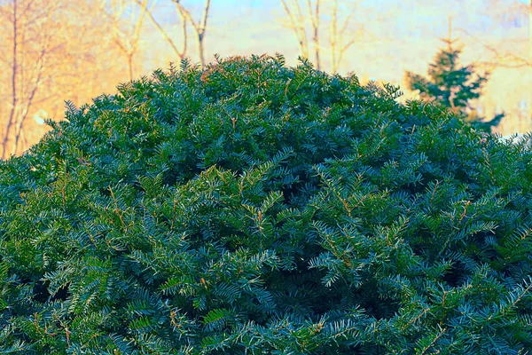 Tall Förgrunden Vinter Natur Skog Träd Kullar Vacker Natur — Stockfoto