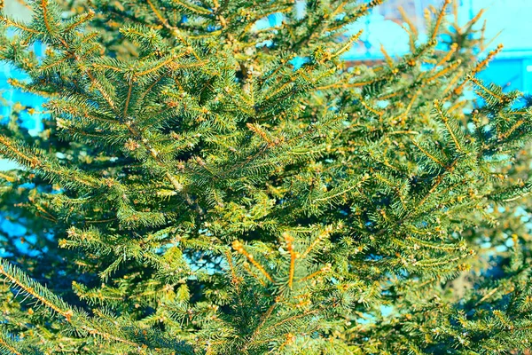 Pine Tree Foreground Winter Nature Forest Trees Hills Beautiful Scenery — Stock Photo, Image