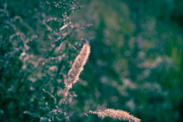 Spike Green Grass Blurred Background Old Stone Wall Village Summer — Stock Photo, Image