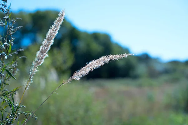 スパイクと背景をぼかした写真古い石壁に緑の芝生 村夏風景 — ストック写真