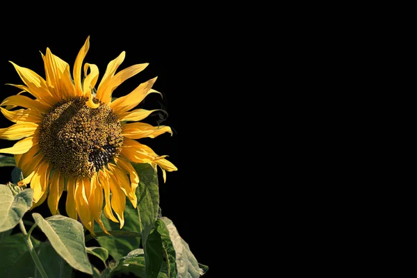 Bright flower of a sunflower on a black background. Place for text