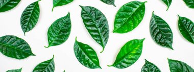 Afiş doğal arka plan beyaz arka plan üzerinde izole yeşil yaprakları ile.