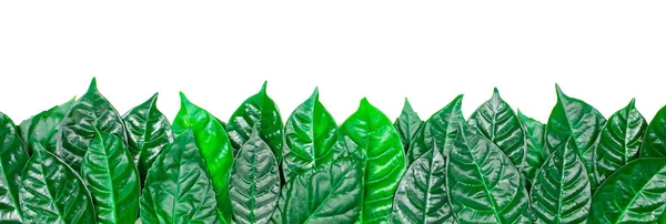 Banner Fundo natural com folhas verdes isoladas no fundo branco . — Fotografia de Stock
