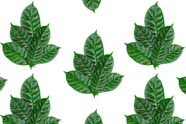ポスター自然背景分離白地に緑の葉の飾り フラット レイアウト平面図 — ストック写真