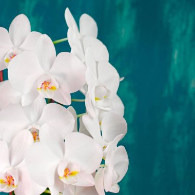 Vintage mavi bir arka plan üzerinde beyaz orkide. Güzel bir bitki