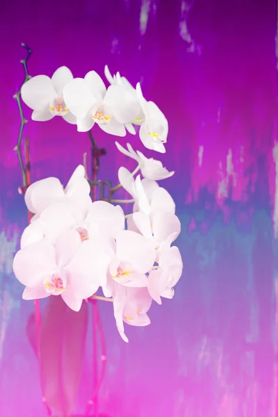 Surrealism White Orchid Rosa Bakgrund Vintage Vacker Blommande Växt — Stockfoto