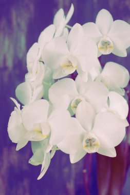 Sürrealizm beyaz orkide pembe arka plan eski bir cins. Güzel bir bitki