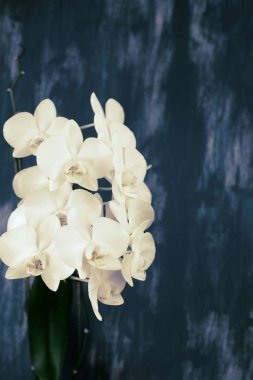 Vintage mavi bir arka plan üzerinde beyaz orkide. Güzel bir bitki