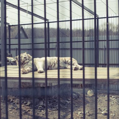 Koca yetişkin kaplan beyaz hayvanat bahçesinde yaşıyor. Kaplan kafese dinlenme yalan.