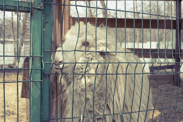 羊は白動物園の檻の中の生活です グリルの大きな Ram 長い髪のクローズ アップ — ストック写真