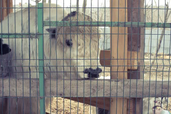 Vache Vit Dans Une Cage Zoo Grosse Vache Blanche Derrière — Photo