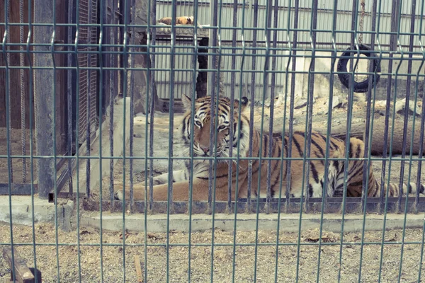 Grande Tigre Adulto Sobre Vidas Vermelhas Zoológico Tigre Deitado Descansando — Fotografia de Stock