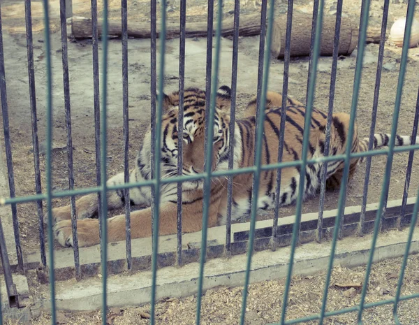 Velký Dospělý Tygr Červené Žije Zoo Tygr Ležící Odpočinku Kleci — Stock fotografie