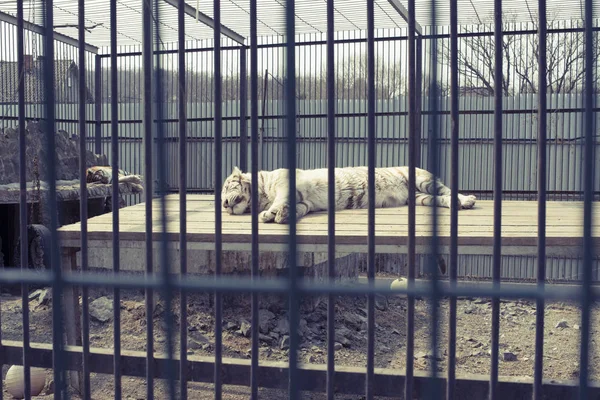 大きな大人虎白は動物園に住んでいます ケージで安静時横になっているタイガー — ストック写真