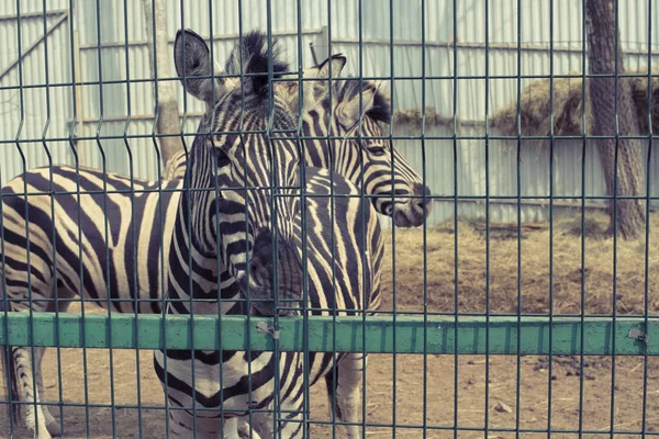 Zoo Leben Zwei Erwachsene Zebras Zebra Steht Käfig — Stockfoto