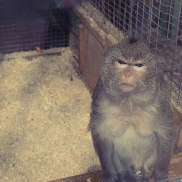 Macaco Vive Zoológico Macaco Sentado Numa Jaula Ver Quadrado — Fotografia de Stock