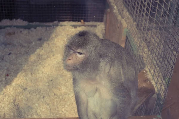 Aap Woont Dierentuin Aap Een Kooi Zitten Kijken Plein — Stockfoto