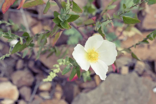 Beyaz Gelincik Buzlu Büyüyor Bir Blooming Beyaz Haşhaş Üstten Görünüm — Stok fotoğraf