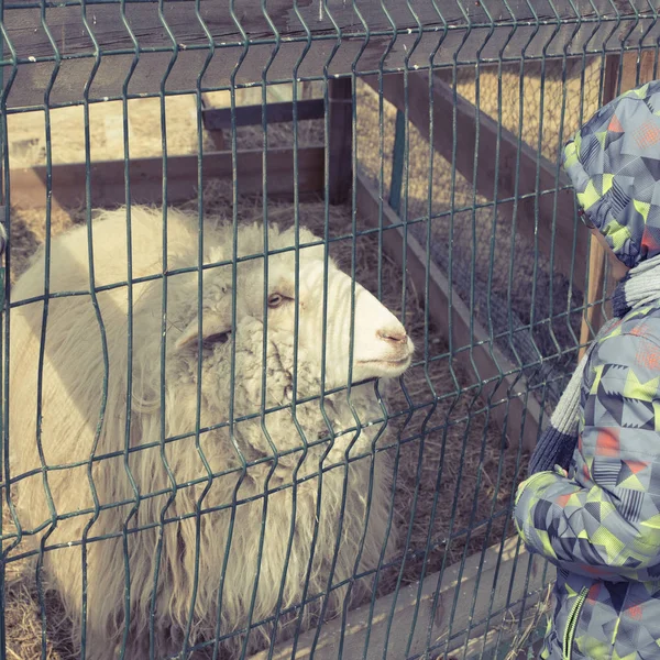 Der Weiße Lockenkopf Lebt Einem Käfig Zoo Junge Füttert Ein — Stockfoto