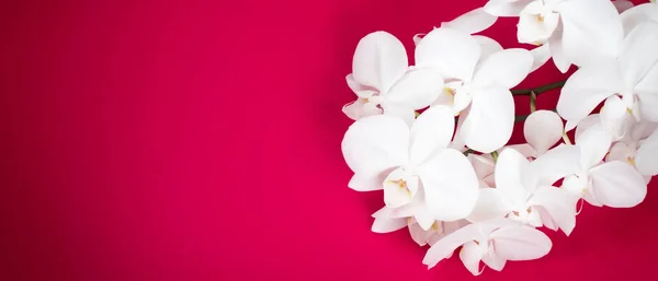 White Orchid banner on red background.