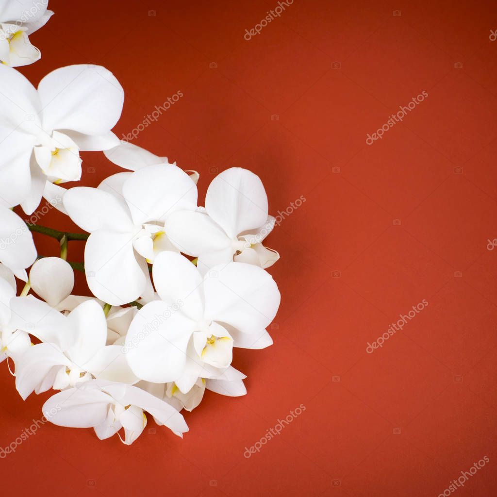 White Orchid on red background.