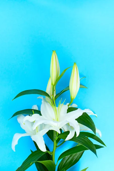 Buquê natural de lírios em um fundo azul . — Fotografia de Stock