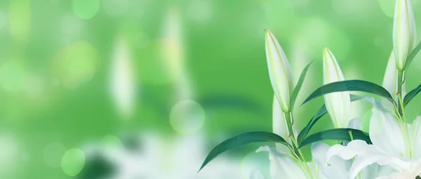 Натуральный букет лилий на зеленом размытом фоне . — стоковое фото