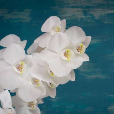 Mavi bir antika arka plan beyaz orkide.