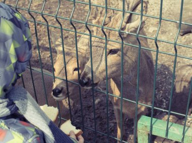 Genç geyik hayvanat bahçesinde bir kafeste yaşıyor.