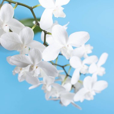 mavi bir arka plan üzerinde beyaz orkide.