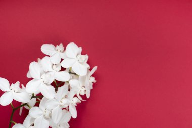 kırmızı zemin üzerine beyaz orkide.
