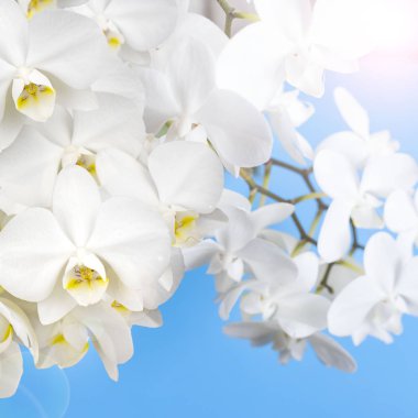 mavi bir arka plan üzerinde beyaz orkide.