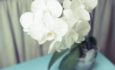 mavi bir arka plan üzerinde beyaz orkide.