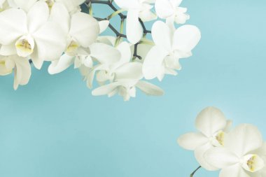 mavi bir arka plan üzerinde beyaz orkide.