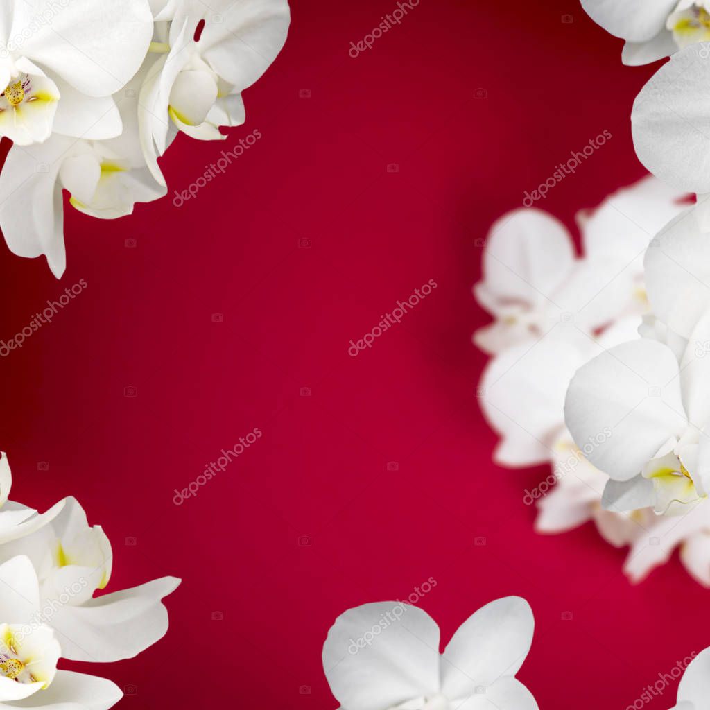 White Orchid on red background.