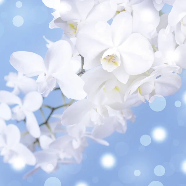 Белая орхидея на синем фоне . — стоковое фото