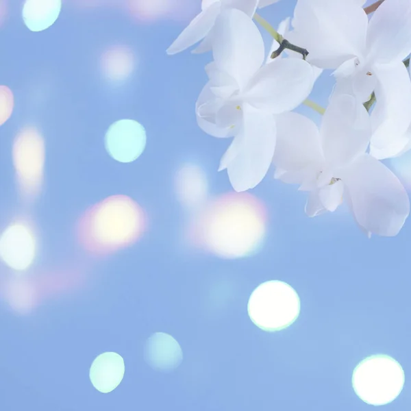 Witte orchidee op een blauwe achtergrond. — Stockfoto