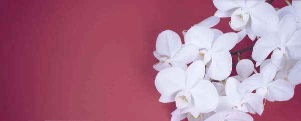 Banner White Orchid banner on red background. Top view Copy space for your text