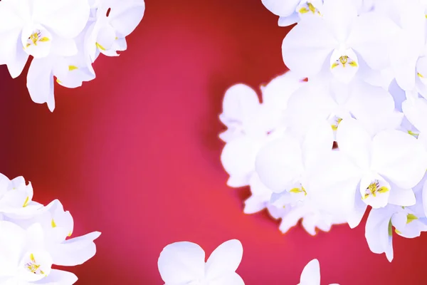 Surrealism White Orchid på röd bakgrund. — Stockfoto