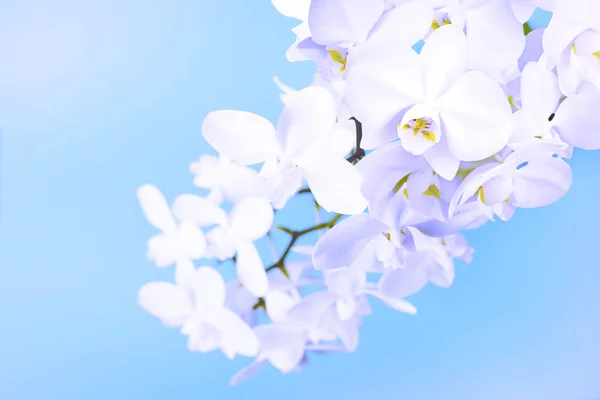 Vit orkidé på blå bakgrund. — Stockfoto
