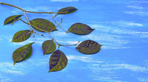 Banner szürrealizmus fa ág Vintage zöld levelek kék háttér. — Stock Fotó