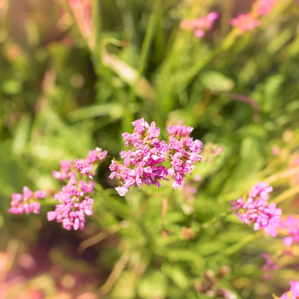 Όμορφο μικρό ροζ λουλούδια φυσικά θολή φόντο. — Φωτογραφία Αρχείου