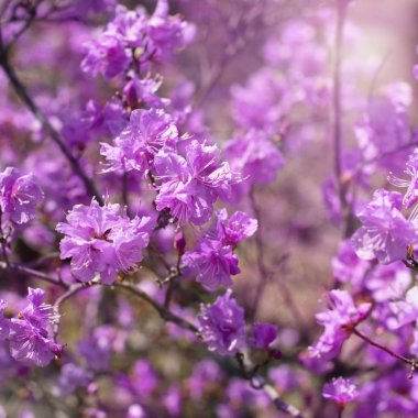 Gökyüzü güzel dalları çiçek biberiye arka planda ile.
