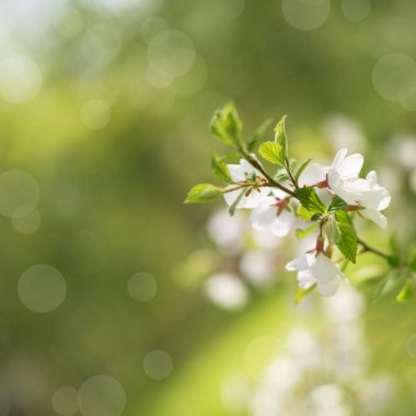 Doğal arka plan bulanık küçük çiçekler dal bulanıklık. Pastel renkler tonlama