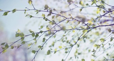 Banner güzel huş ağacı dalı yeşil gökyüzüne bırakır. Doğa ortam